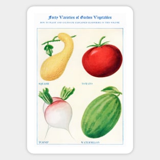 Garden Vegetable watercolor illustration (1915) Sticker